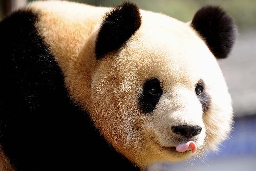 China to train giant pandas to survive in wild