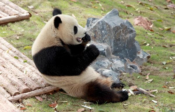 China to train giant pandas to survive in wild