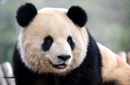 China to train giant pandas to survive in wild