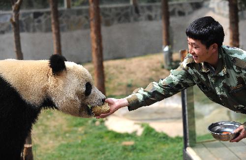 China to train giant pandas to survive in wild