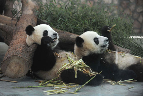 Mainland selects pandas to give to Macao