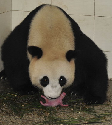 Scientist on mission to clone endangered pandas