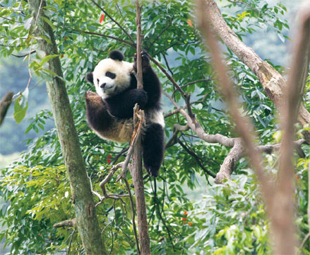Wild training for captive pandas