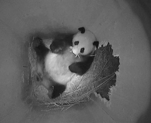 Giant panda still endangered despite baby boom