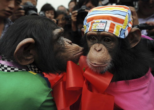 A toast to love, for chimps