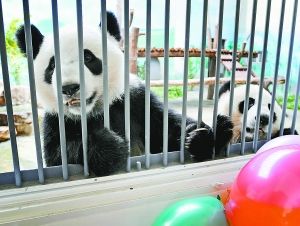 Olympic panda dies of illness at China zoo