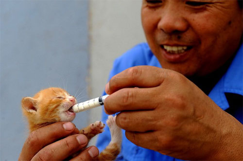 Man trains 60 cats to guard granary