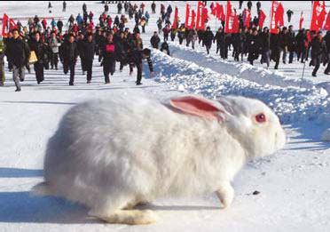 Special: All about the Year of the Rabbit