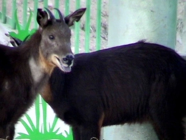 Deer, goats from Taiwan to give birth in mainland