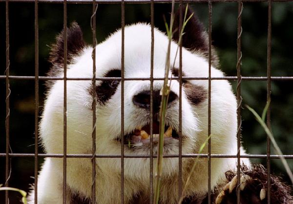 World's oldest panda dies in Chinese zoo at age 34