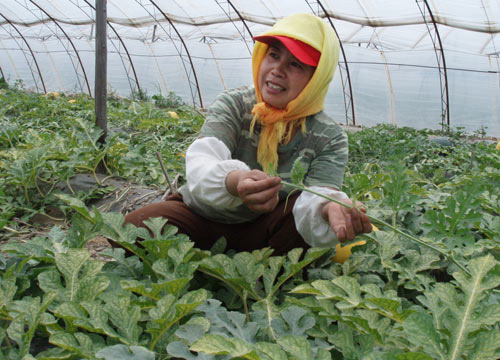 No swell time for melon growers