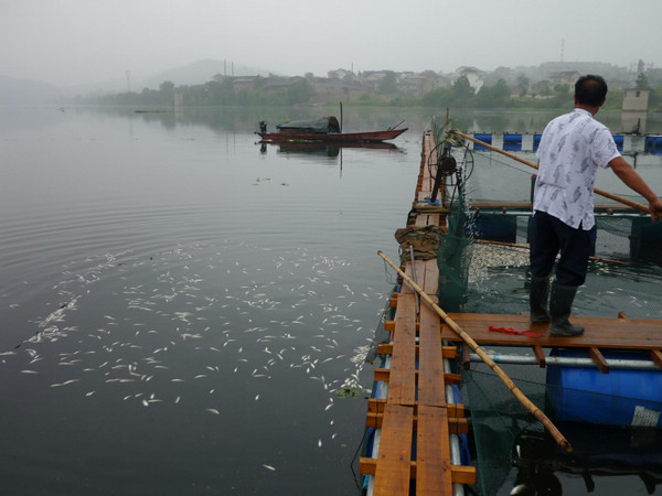 Hordes of dead fish found in C China river