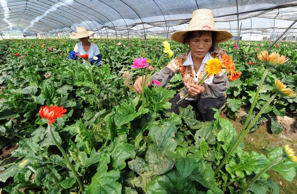 Taiwan farmers eye mainland