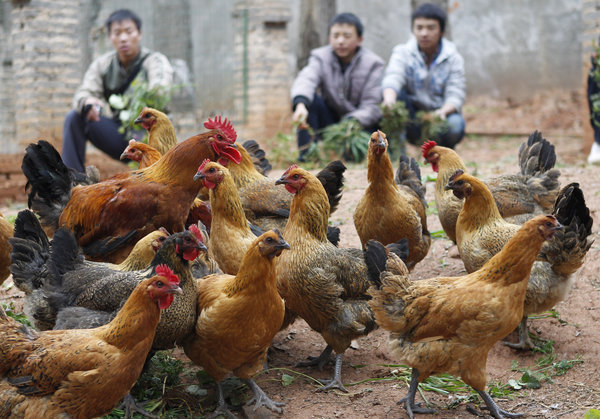 School turns wasteland into farm for students