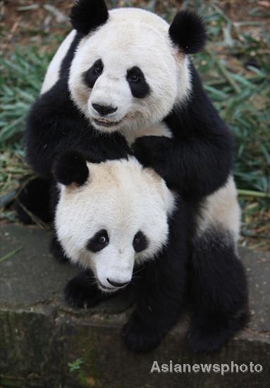 6 captive-bred pandas released into wild