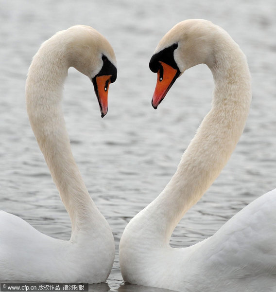 Photos: Love in the sky and under the water