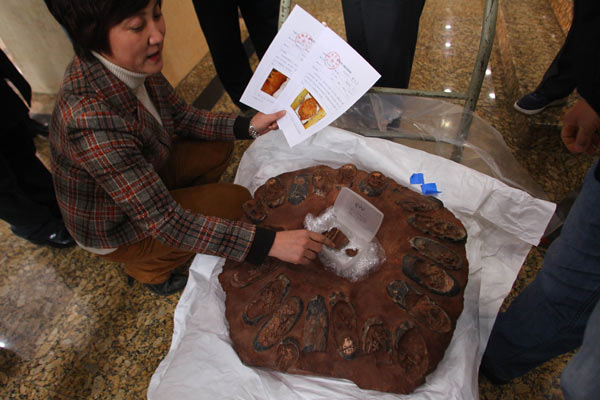 Dinosaur eggs reach Geological Museum