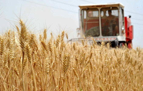 China harvests more than half of winter wheat