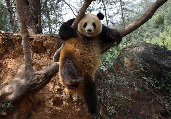 Quake-affected pandas to return home