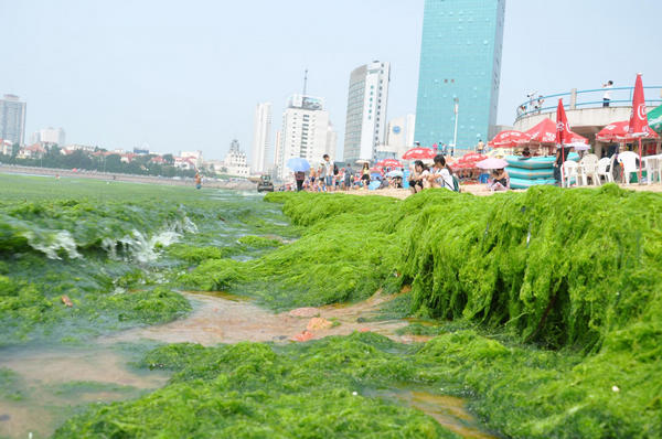 Algae persists in East China's beachside