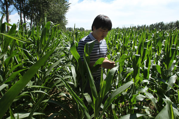 Army worm outbreak brought under control