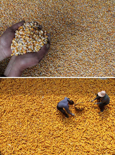 Grain output grows for 9th consecutive year