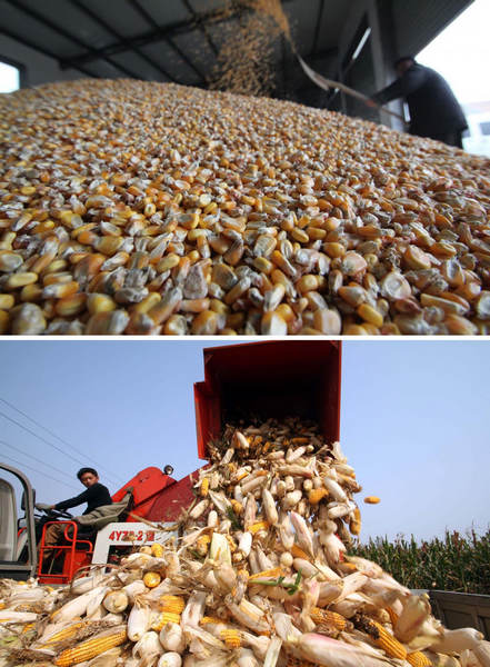 Grain output grows for 9th consecutive year