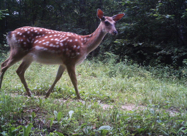 World's rarest cats spotted in nature reserve