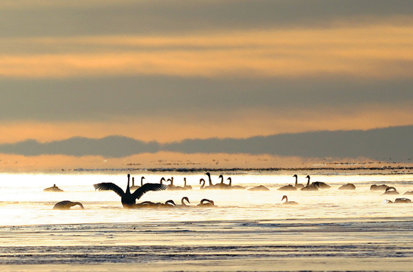 Whooper swans paint pretty picture on lake