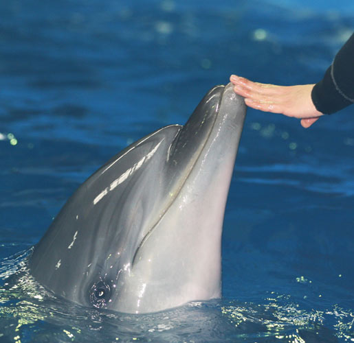 Dolphin-assisted therapy helps children with mental disabilities