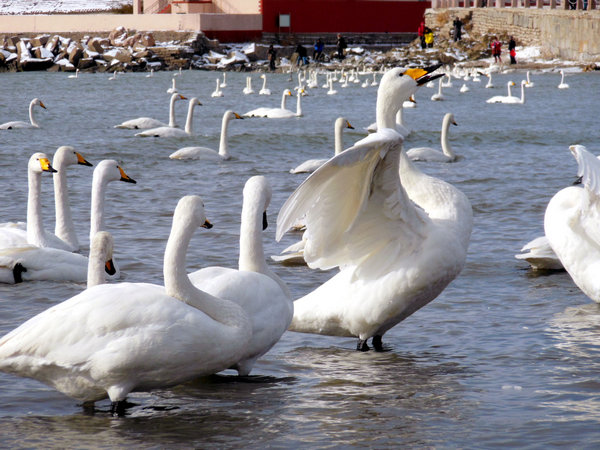 Siberian swans migrate to China