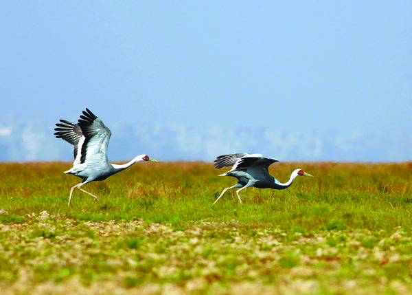 Unfeathered friends flock together