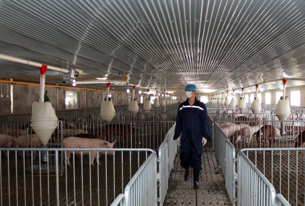 China imports pigs for breeding from US