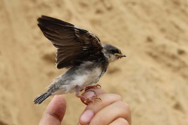 Project halted due to bird nests