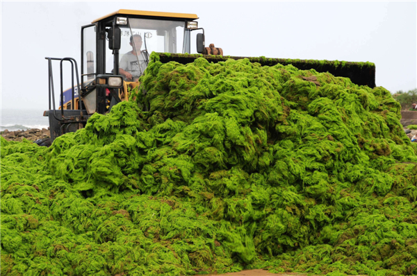 Green algae covers E China beach after Soulik