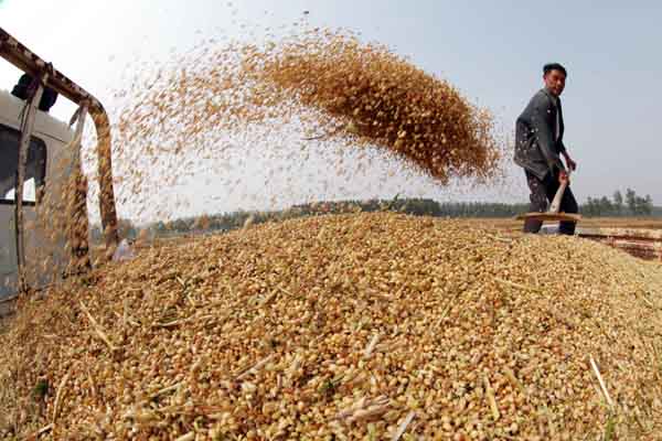 'No worry' on wheat imports