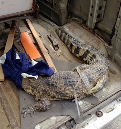 Crocodile found on Shanghai highway
