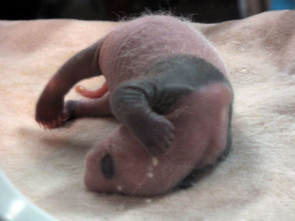 Panda gives birth to triplets, one survives