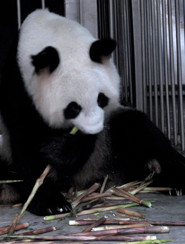 Panda gives birth to triplets, one survives