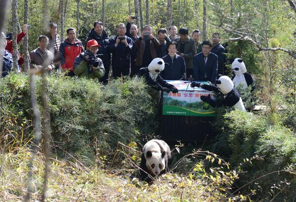 Wolong panda set for a walk on the wild side