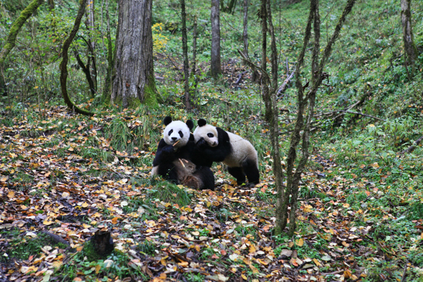 Panda set for a walk on the wild side