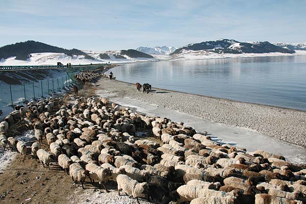 Sheep farmers test safe route to pastures