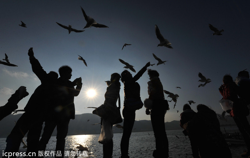 Record number of birds wintering in Kunming