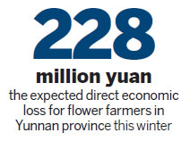 Yunnan's frost wilts profits