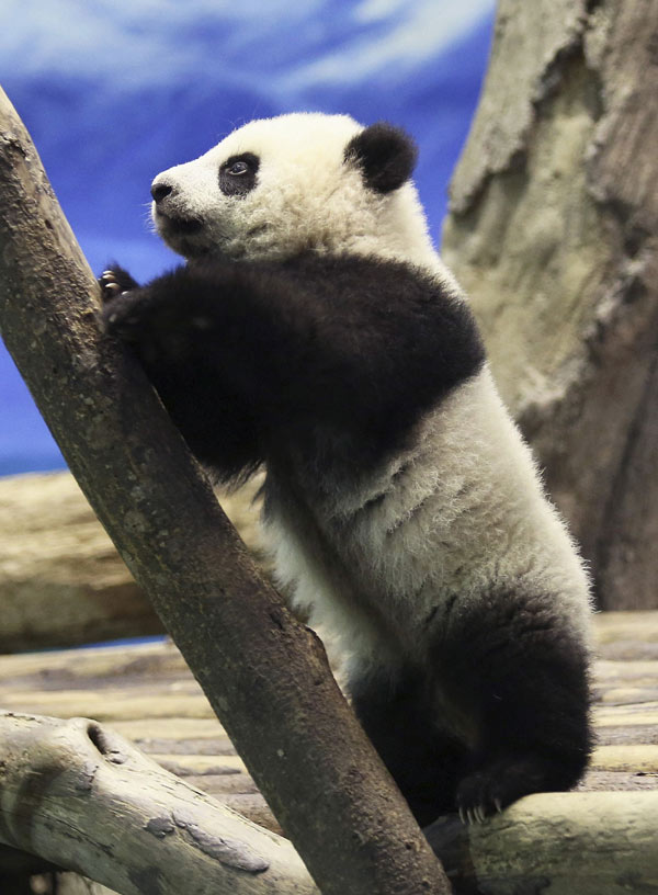 Yuan Zai,Taiwan-born panda,charms media