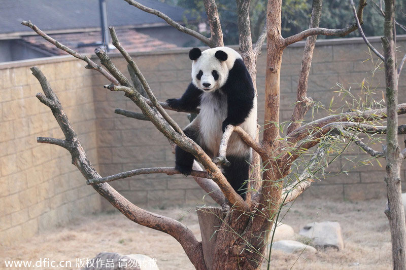 Giant panda in Hangzhou draws visitors