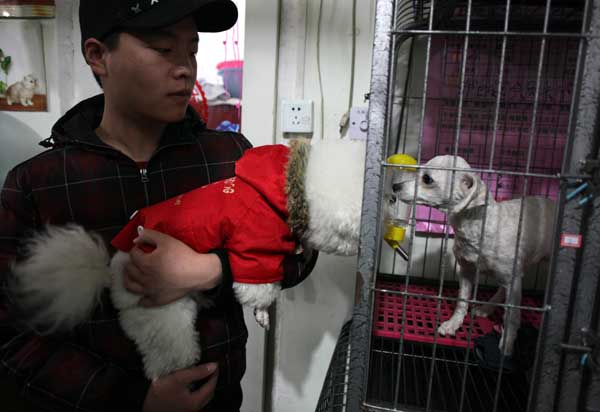 Demand for pet centers soars before Spring Festival