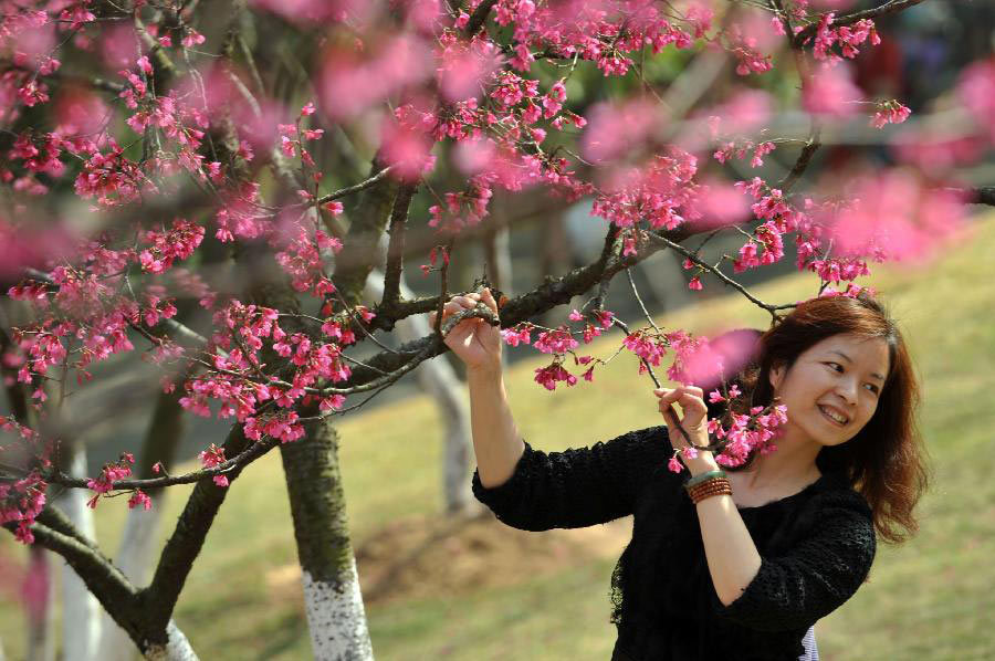 Spring flowers blossom on Spring Festival