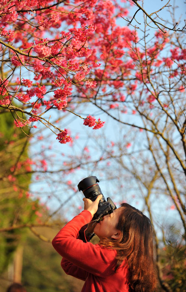 Spring flowers blossom on Spring Festival