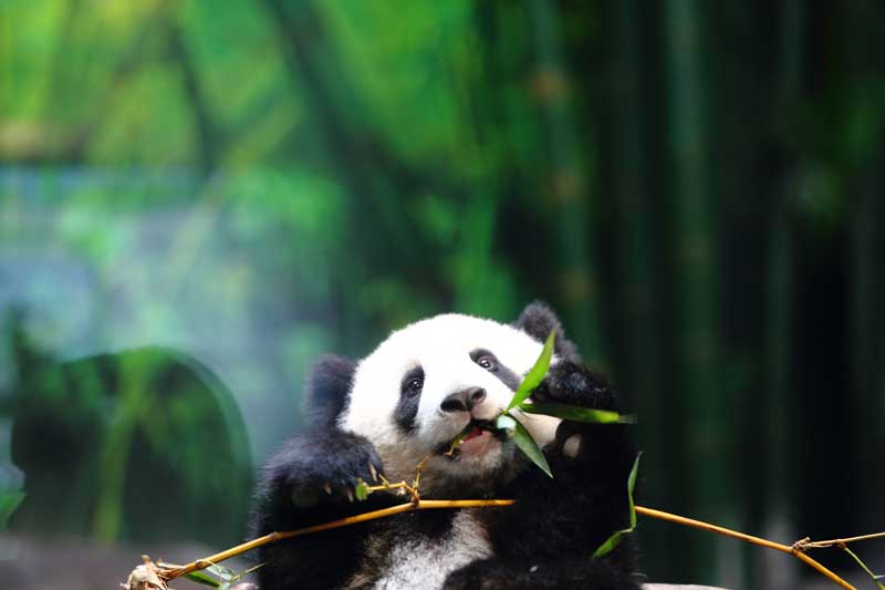 Panda fever in S China